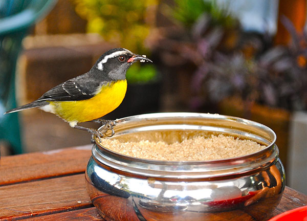 bananaquit antigua